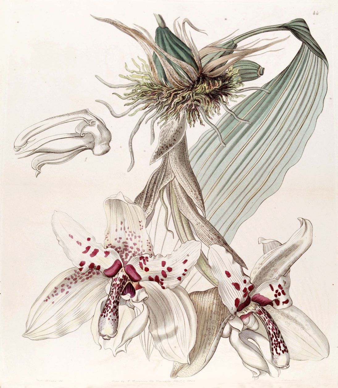 Stanhopea martiana (syn. Stanhopea martiana var. Bicolor) tekijältä Miss Drake