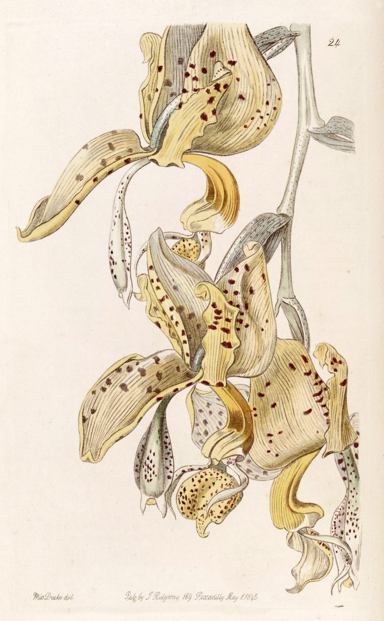 Stanhopea oculata (syn. Stanhopea bucephalus) tekijältä Miss Drake