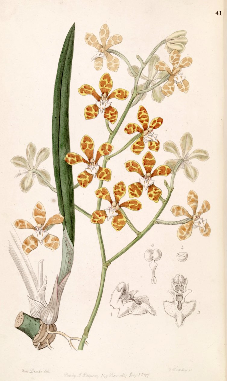 Staurochilus ionosmus (syn. Cleisostoma ionosmum) tekijältä Miss Drake