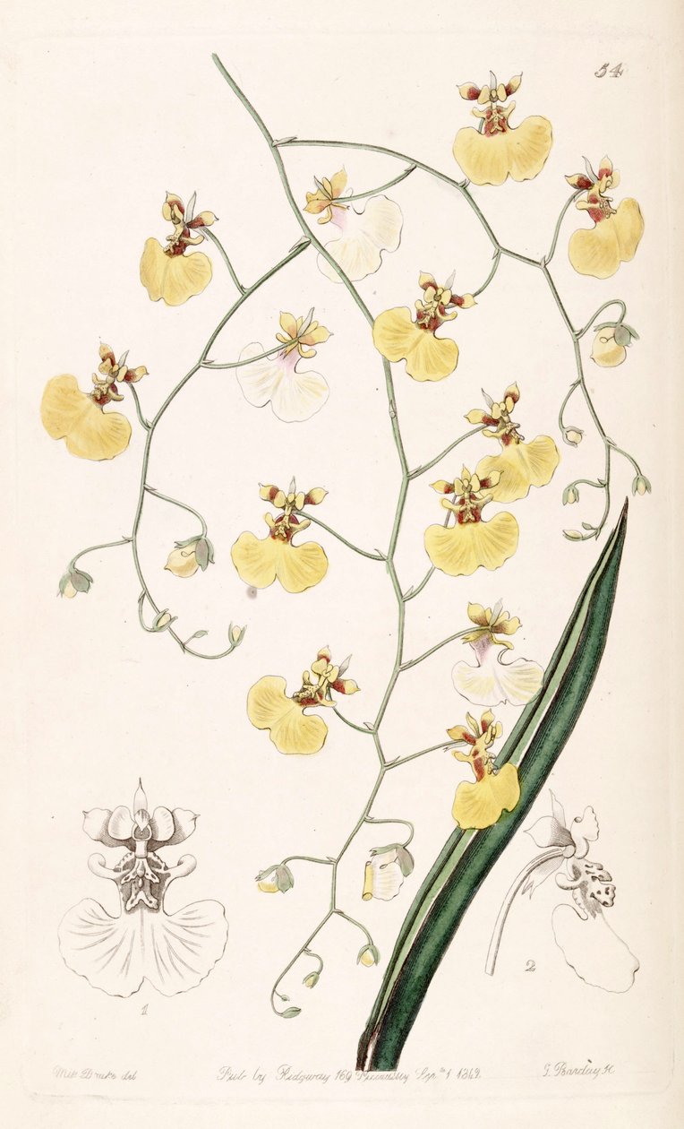 Tolumnia urophylla (syn. Oncidium urophyllum) tekijältä Miss Drake