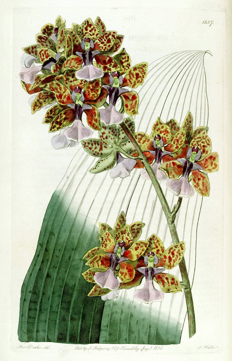 Trichocentrum lanceanum tai Oncidium lanceanum tekijältä Miss Drake