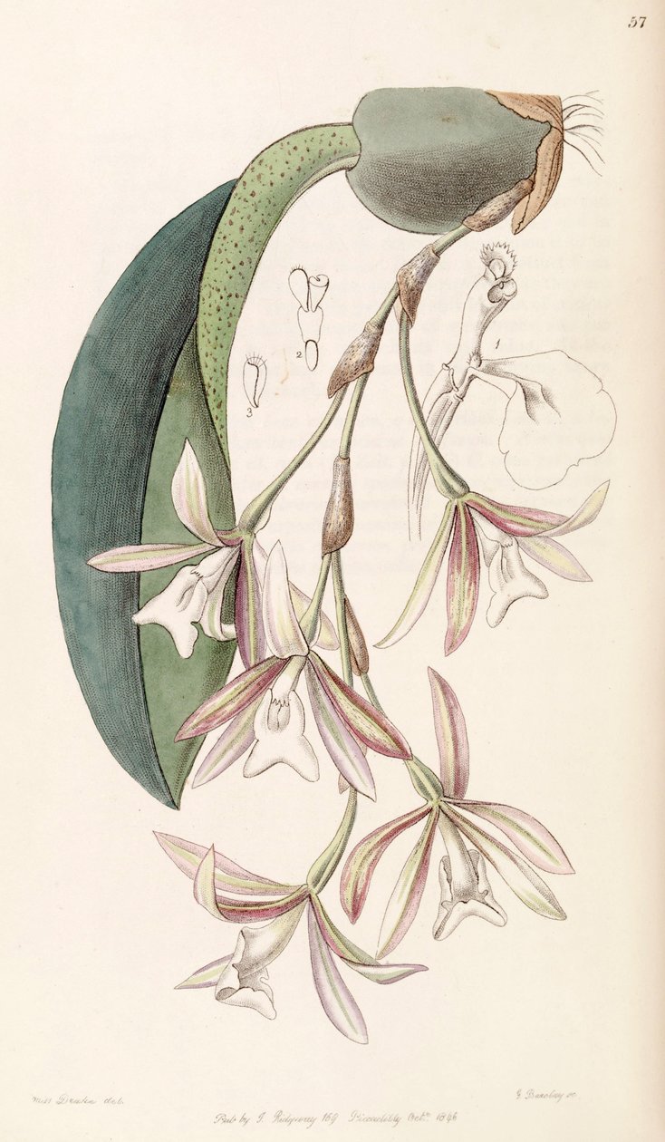 Trichopilia laxa (syn. Pilumna laxa) tekijältä Miss Drake