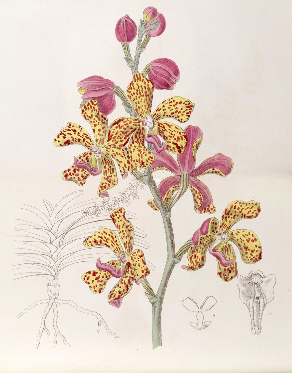 Vandopsis lissochiloides (syn. Vanda batemannii, kirjoitettu Vanda batemanni) tekijältä Miss Drake