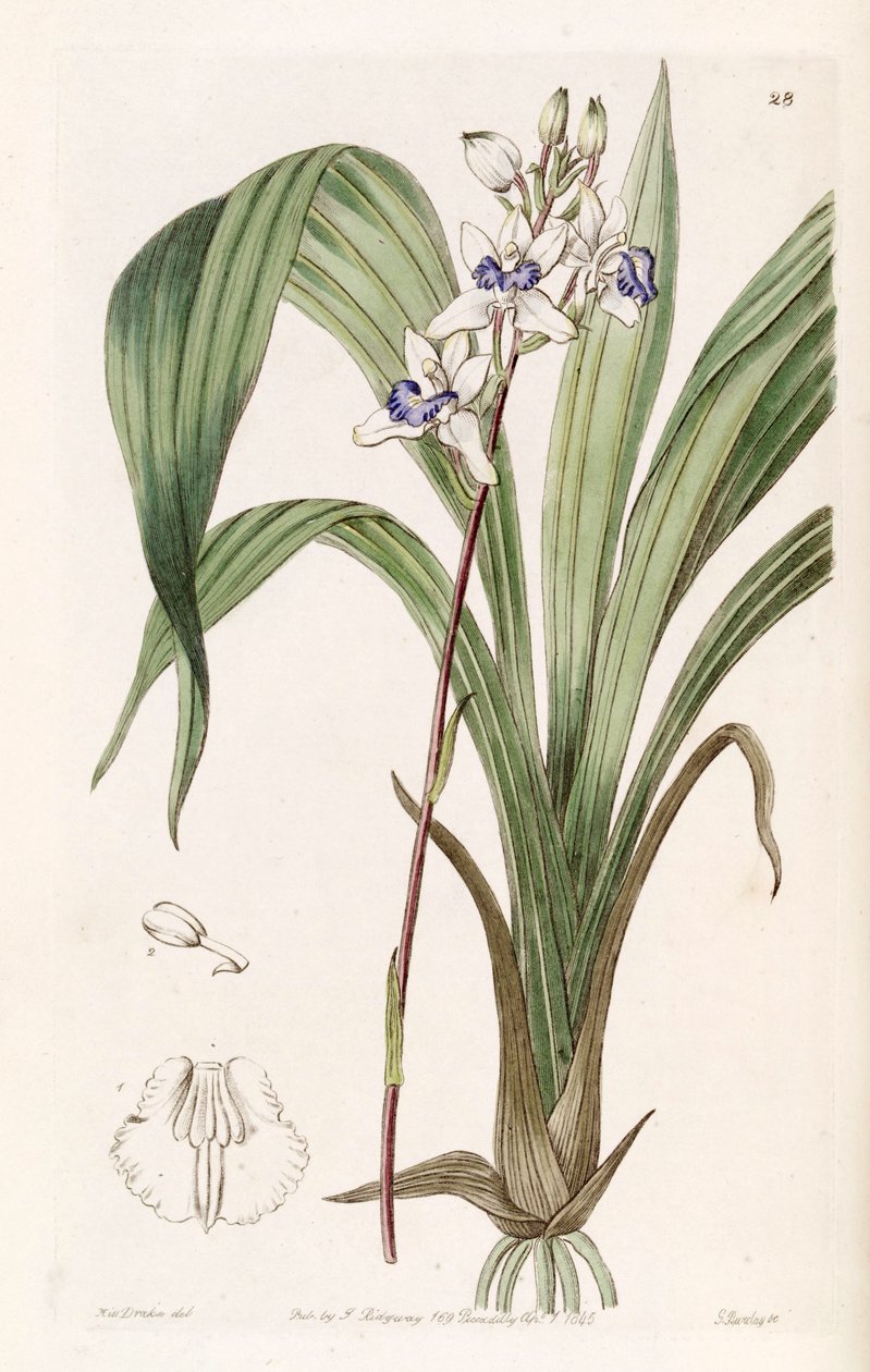 Warreella cyanea (syn. Warrea cyanea) tekijältä Miss Drake