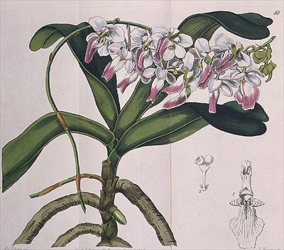 Aerides Crispum (orkidea) julkaissut I. Ridgway tekijältä Miss Drake