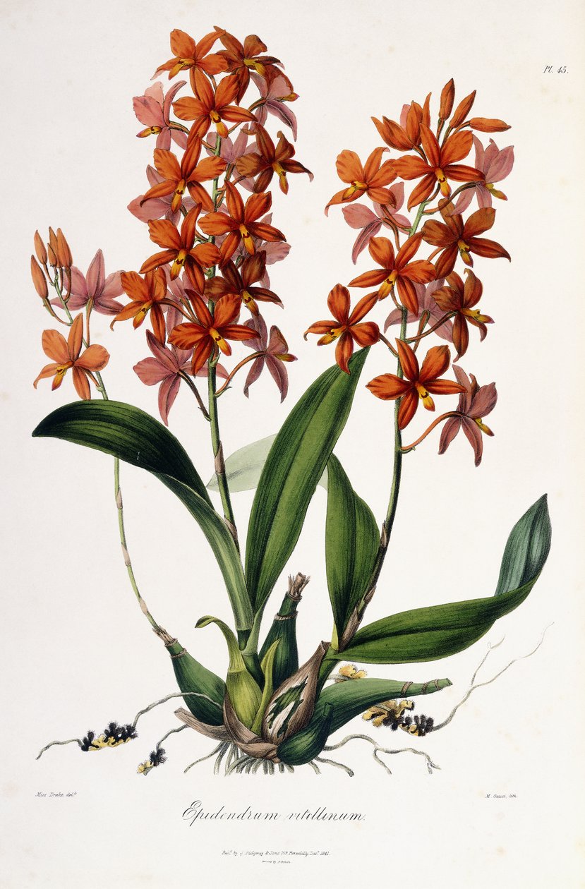 Epidendrum Vitellinus, n. 1837-41 tekijältä Miss Drake