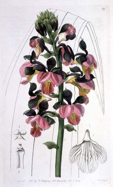Orchis Lissochilus Roseus, julkaisija I. Ridgway tekijältä Miss Drake