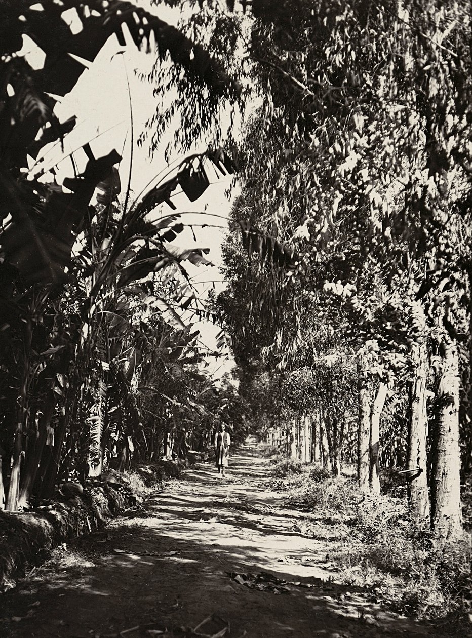 Imperiumin rakentaminen fasistisella aikakaudella: hedelmätarha Cherenissä, 5.9.1936 (mv-valokuva) tekijältä Modestino Baldinetti
