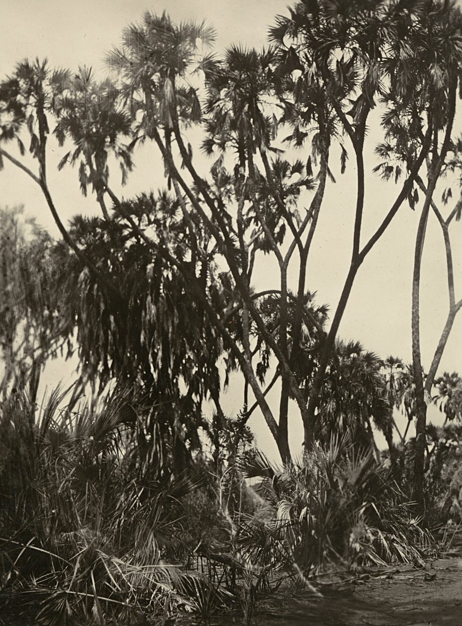 "Imperiumin rakentaminen" fasistisella aikakaudella: Dum-palmulehto, 5.9.1936 (b/w kuva) tekijältä Modestino Baldinetti