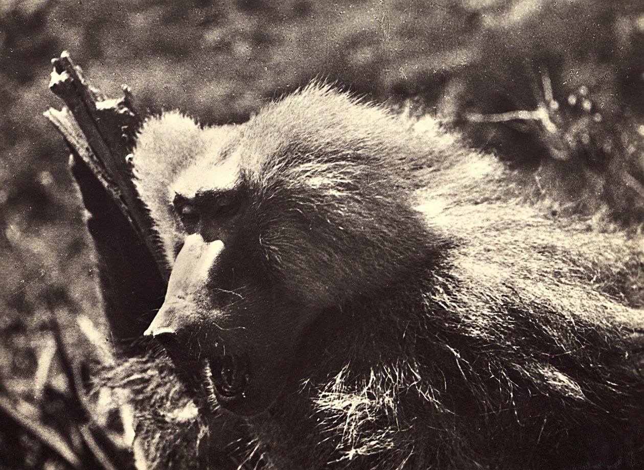 Imperiumin rakentaminen fasistisella aikakaudella: apina, 9.5.1936 (mv/v kuva) tekijältä Modestino Baldinetti