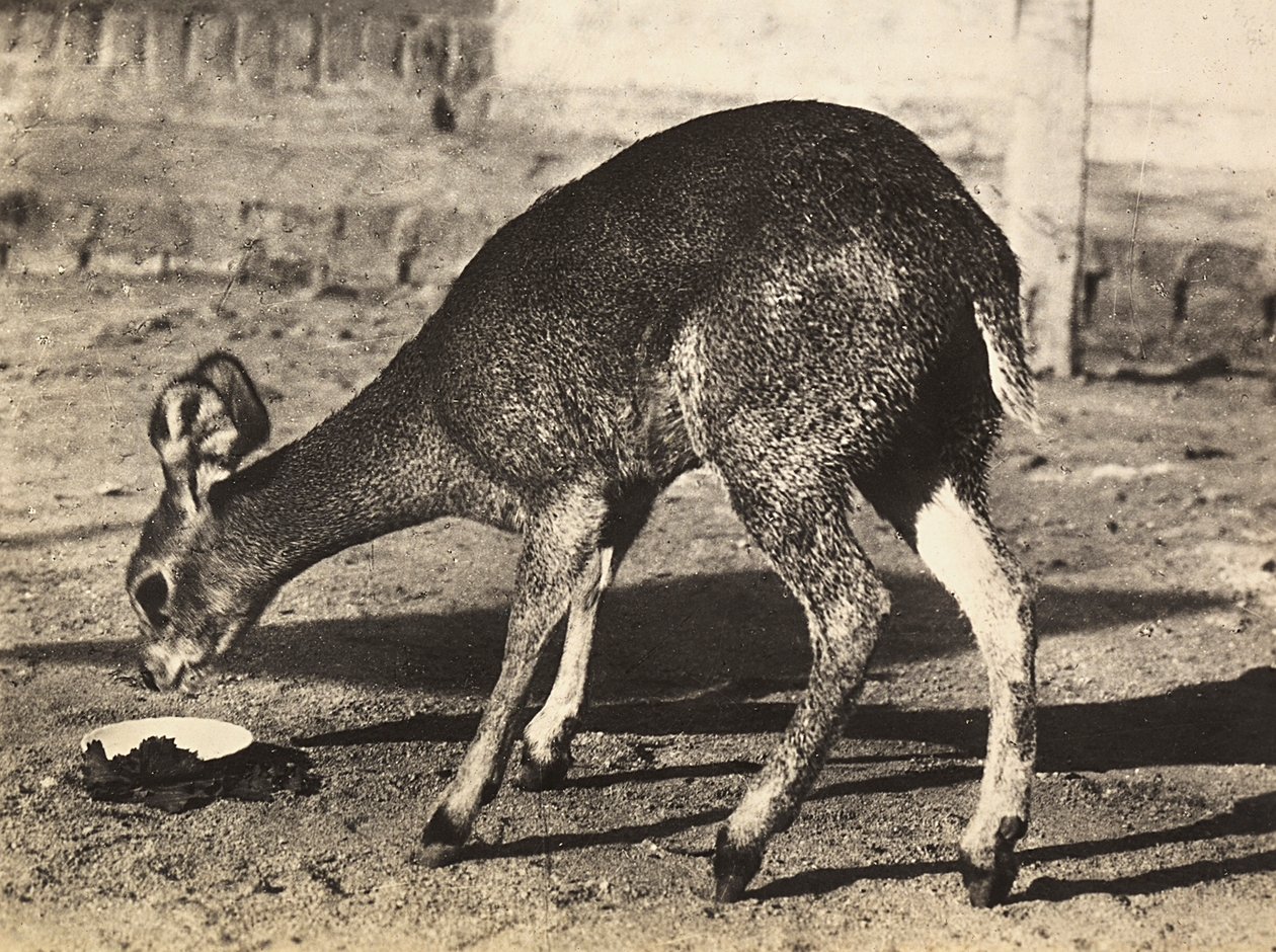Imperiumin rakentaminen fasistisella aikakaudella: antilooppi, 9.5.1936 (mv/w kuva) tekijältä Modestino Baldinetti