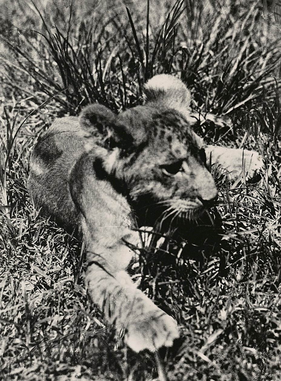 Imperiumin rakentaminen fasistisella aikakaudella: esimerkki nuoresta leijonasta, 09.5.1936 (mv/w kuva) tekijältä Modestino Baldinetti