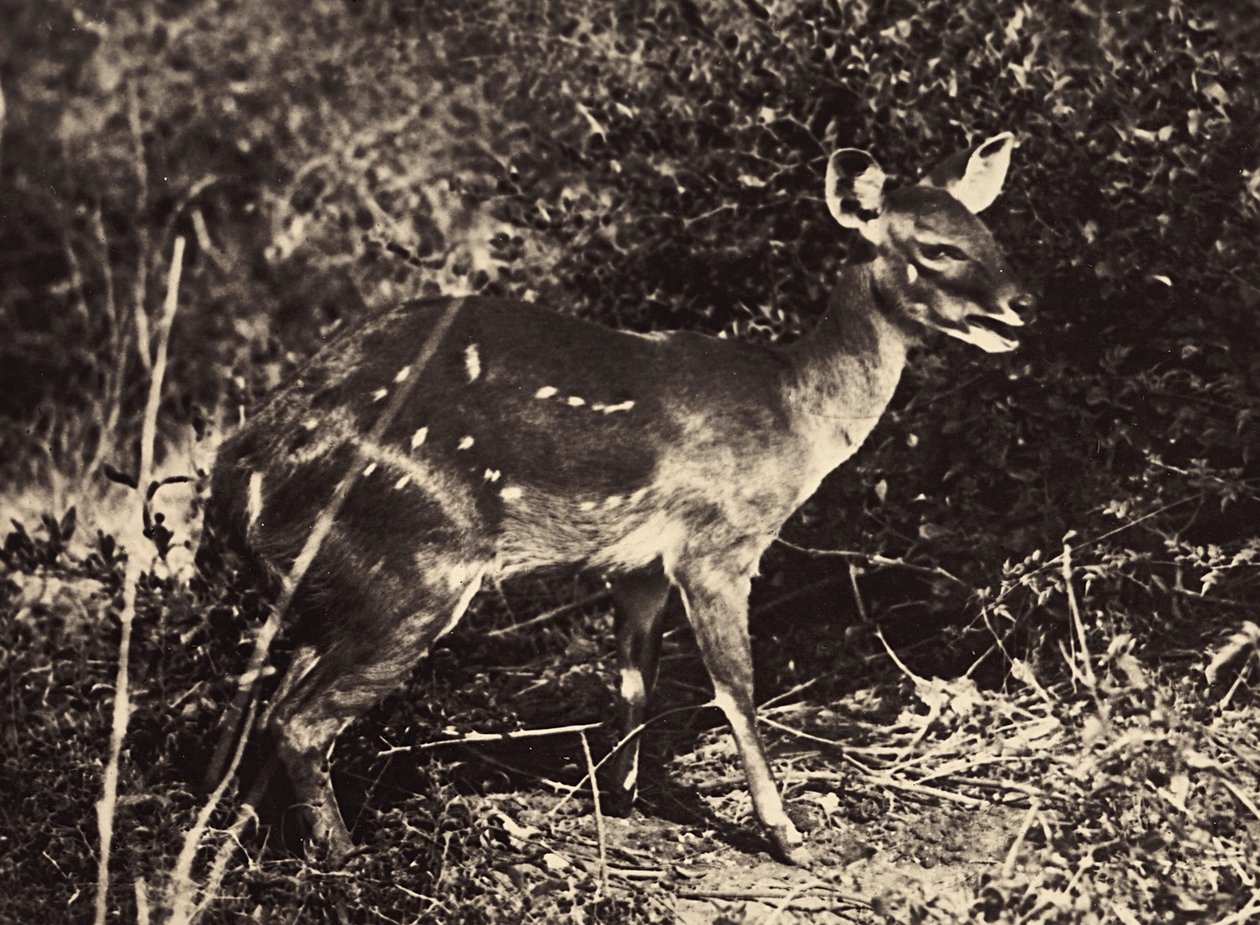 Imperiumin rakentaminen fasistisella aikakaudella: antilooppi, 09.5.1936 (m/v kuva) tekijältä Modestino Baldinetti