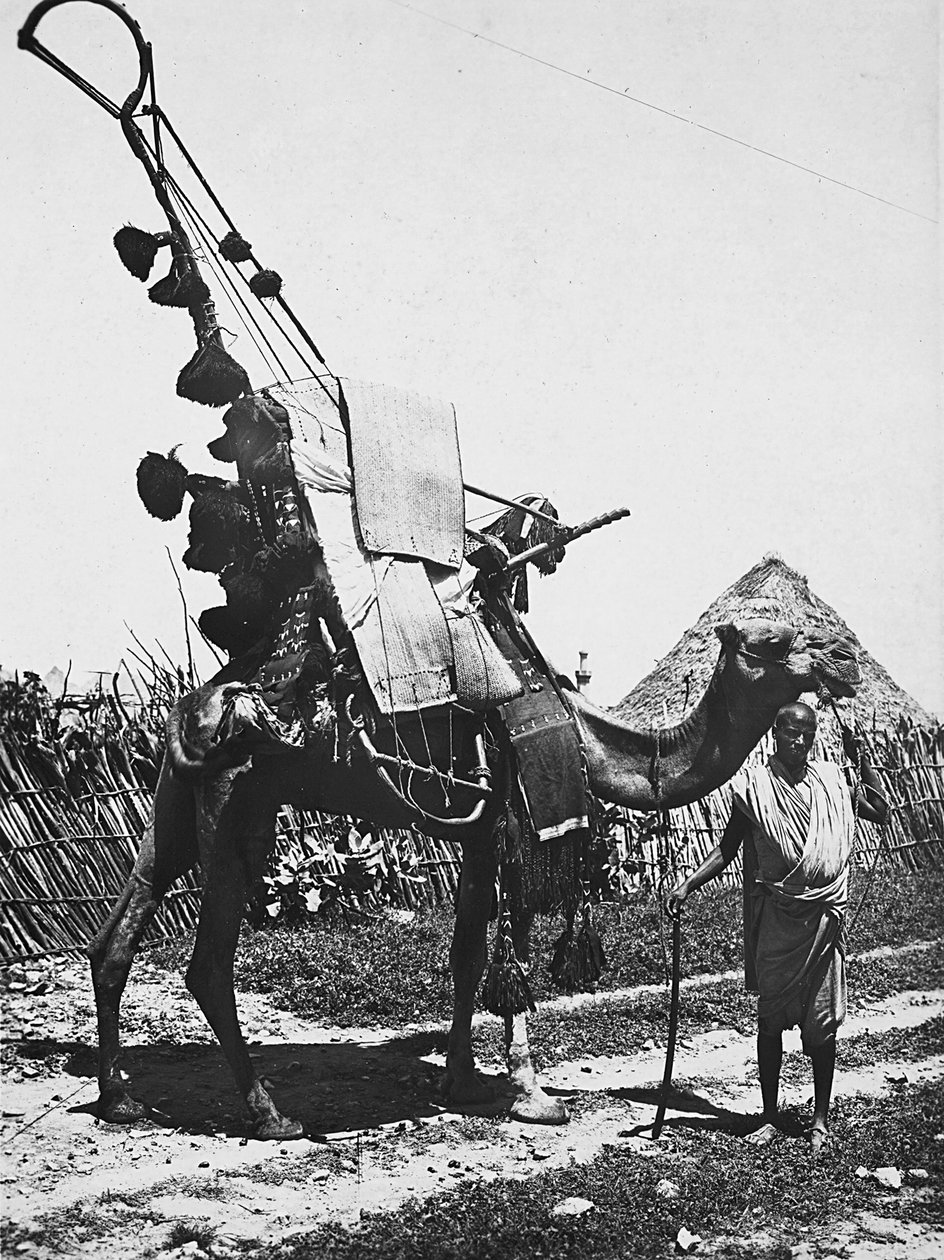 Imperiumin rakentaminen fasistisella aikakaudella: kameli koristeineen hääseremoniaan, 09.5.1936 (m/v kuva) tekijältä Modestino Baldinetti