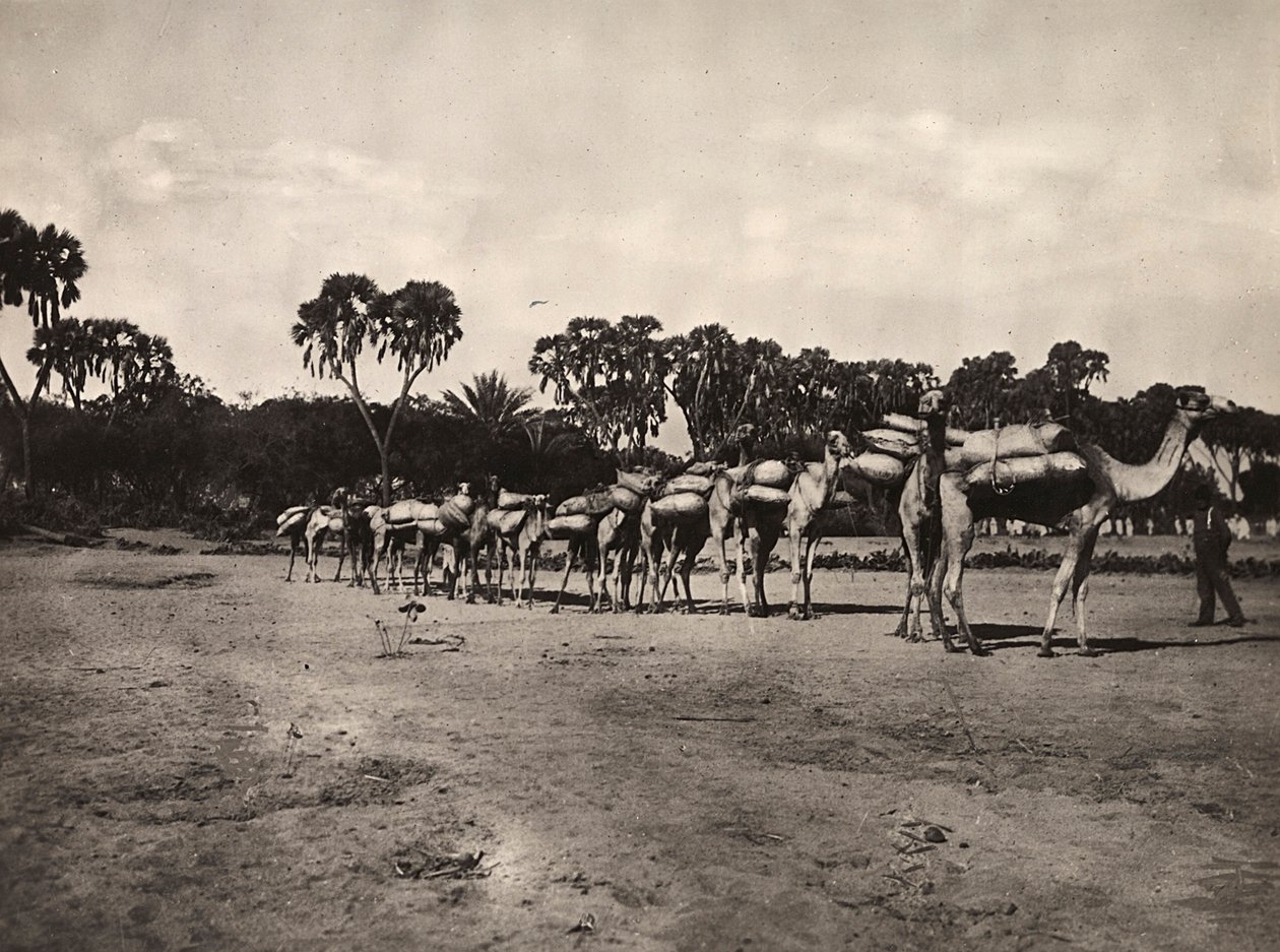Imperiumin rakentaminen fasismin aikakaudella: kamelikaravaani, 09/05/1936 (s/w-kuva) tekijältä Modestino Baldinetti