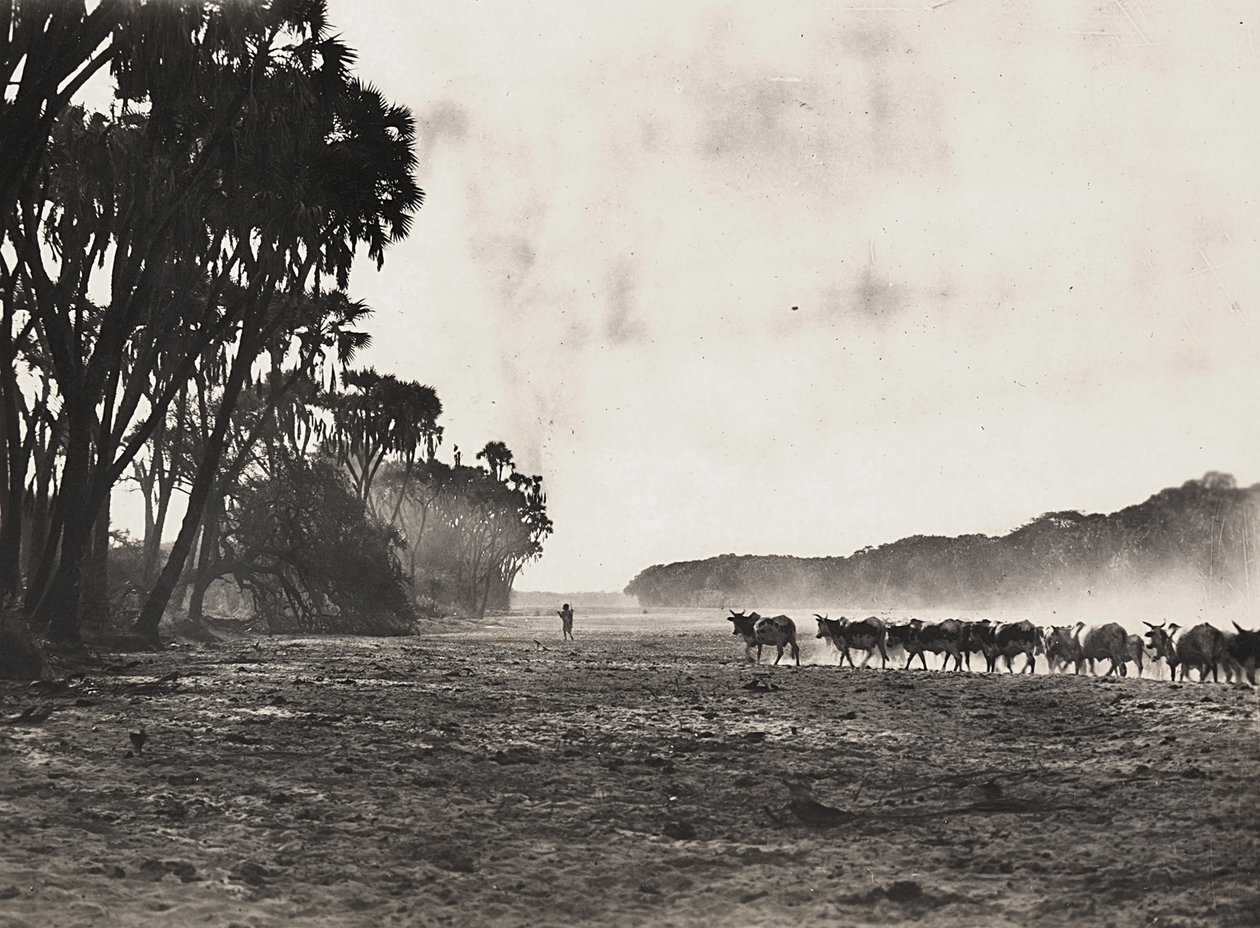 Imperiumin rakentaminen fasismin aikana: karjaa paimennetaan kohti Gasc-jokea, 09/05/1936 (s/w-kuva). tekijältä Modestino Baldinetti