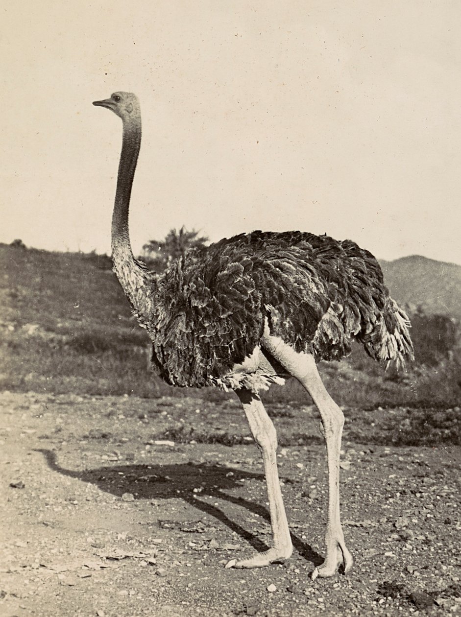 Imperiumin rakentaminen fasistisella aikakaudella: esimerkki strutista, 9.5.1936 (mv. kuva) tekijältä Modestino Baldinetti