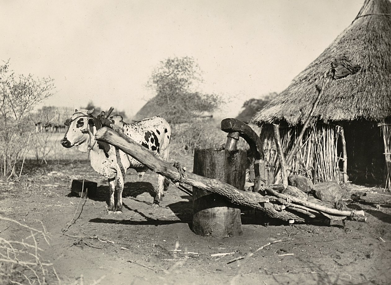 Imperiumin rakentaminen fasistisella aikakaudella: alkuperäiskansojen öljynvalmistaja, 09.5.1936 (mv/v kuva) tekijältä Modestino Baldinetti