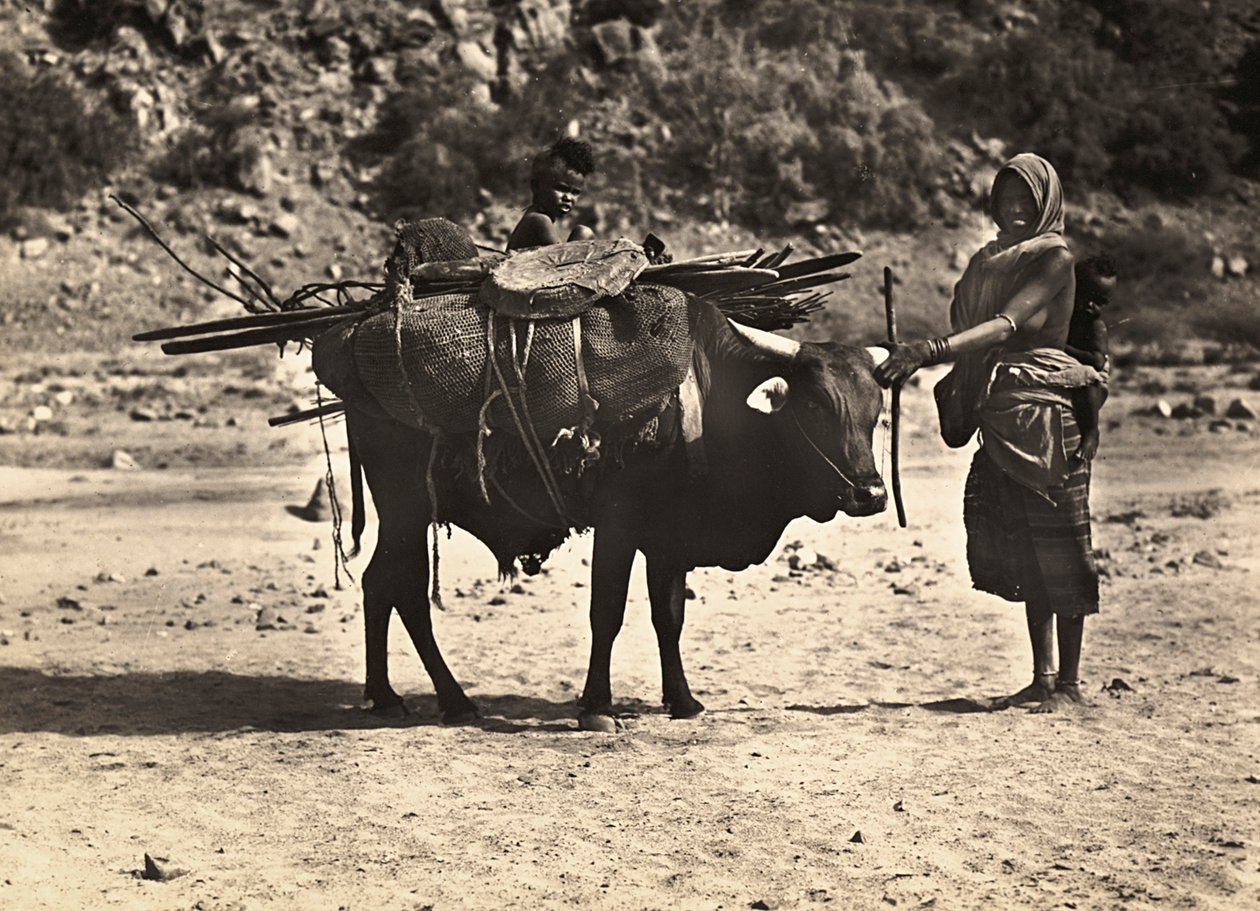 Imperiumin rakentaminen fasistisella aikakaudella: nomadi, 9.5.1936 (mv/v kuva) tekijältä Modestino Baldinetti
