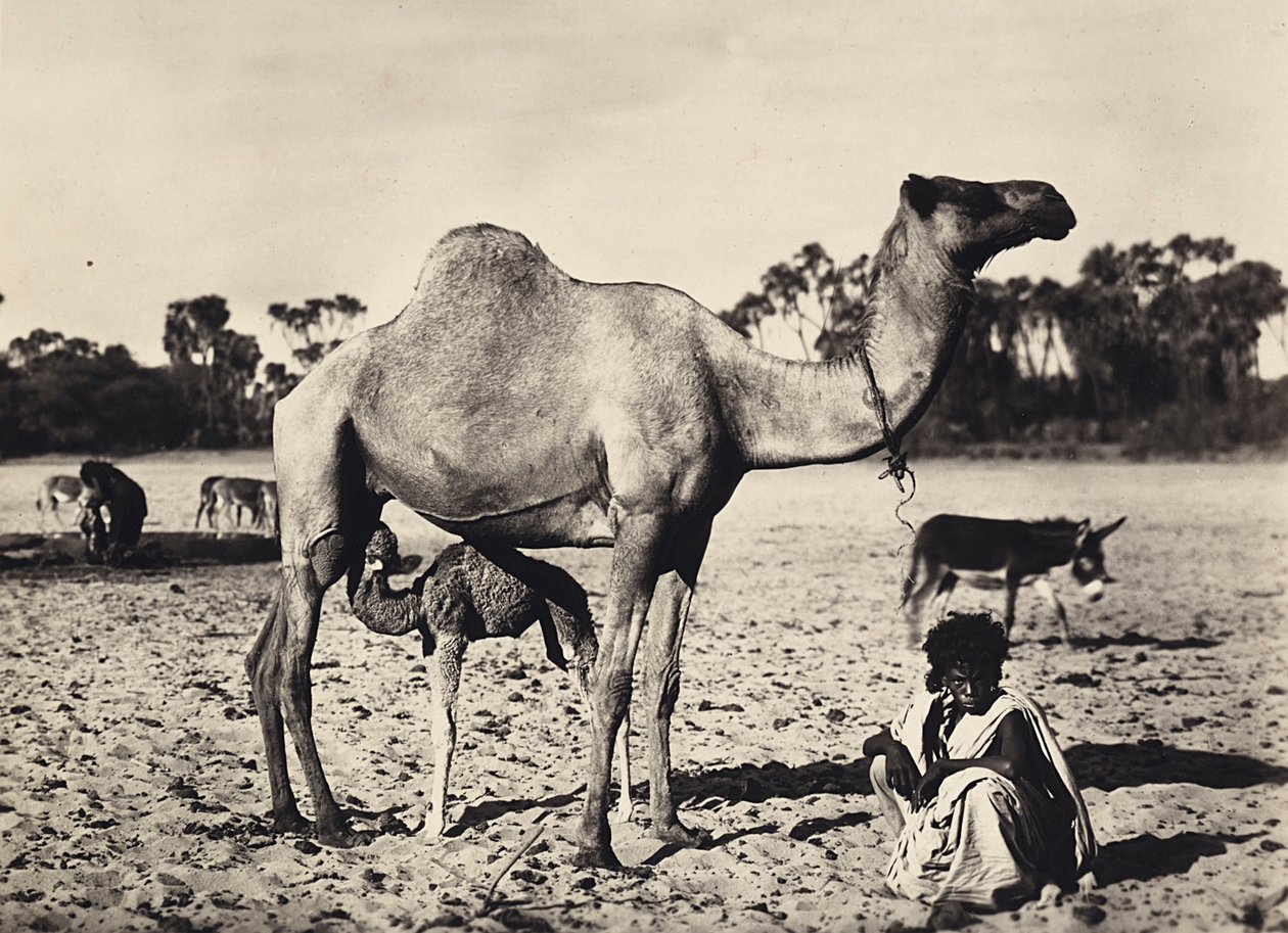 Imperiumin rakentaminen fasismin aikana: nomadit, 09/05/1936 (s/w-kuva) tekijältä Modestino Baldinetti