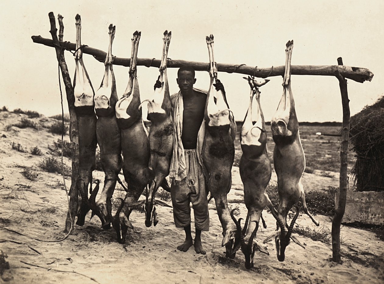 Imperiumin rakentaminen fasistisella aikakaudella: vangittuja peuroja, 09.5.1936 (m/v kuva) tekijältä Modestino Baldinetti