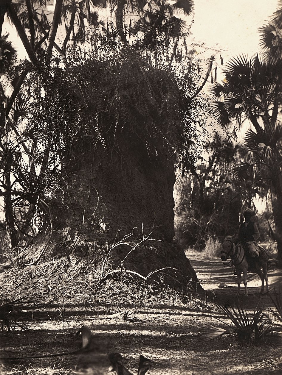 Imperiumin rakentaminen fasistisella aikakaudella: termiittisiirtokunta, 9.5.1936 (mv/v kuva) tekijältä Modestino Baldinetti