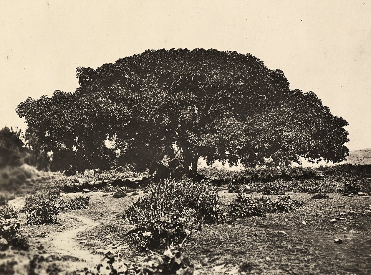 Imperiumin rakentaminen fasismin aikana: Sicomoro, italialaisten vankien tuomioistuin vuonna 1896 Aduassa, 09/05/1936 (s/w kuva). tekijältä Modestino Baldinetti