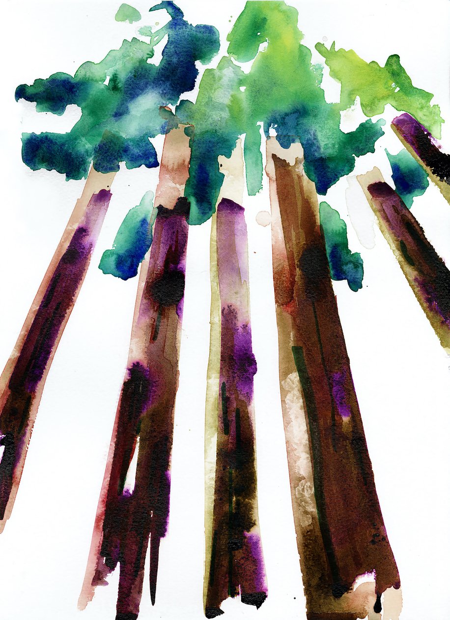 Sequoia, 2021 (vesiväri Langton, 300 g/m² kylmäpuristettu paperi). tekijältä Monica Perez Vega