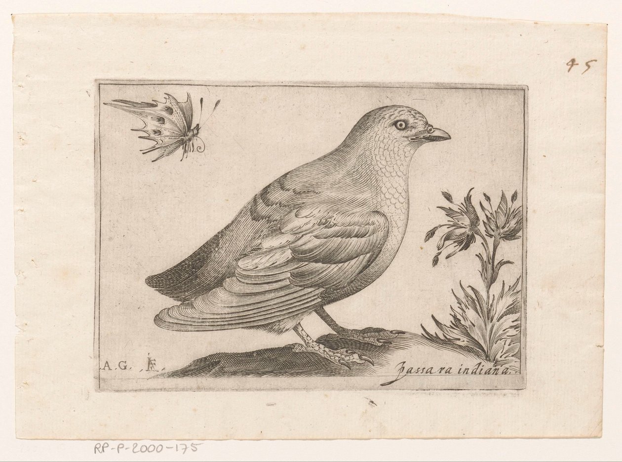 Vogel Passra Indiana (otsikko esineessä) Vogels (sarjan nimi) tekijältä Monogrammist AG