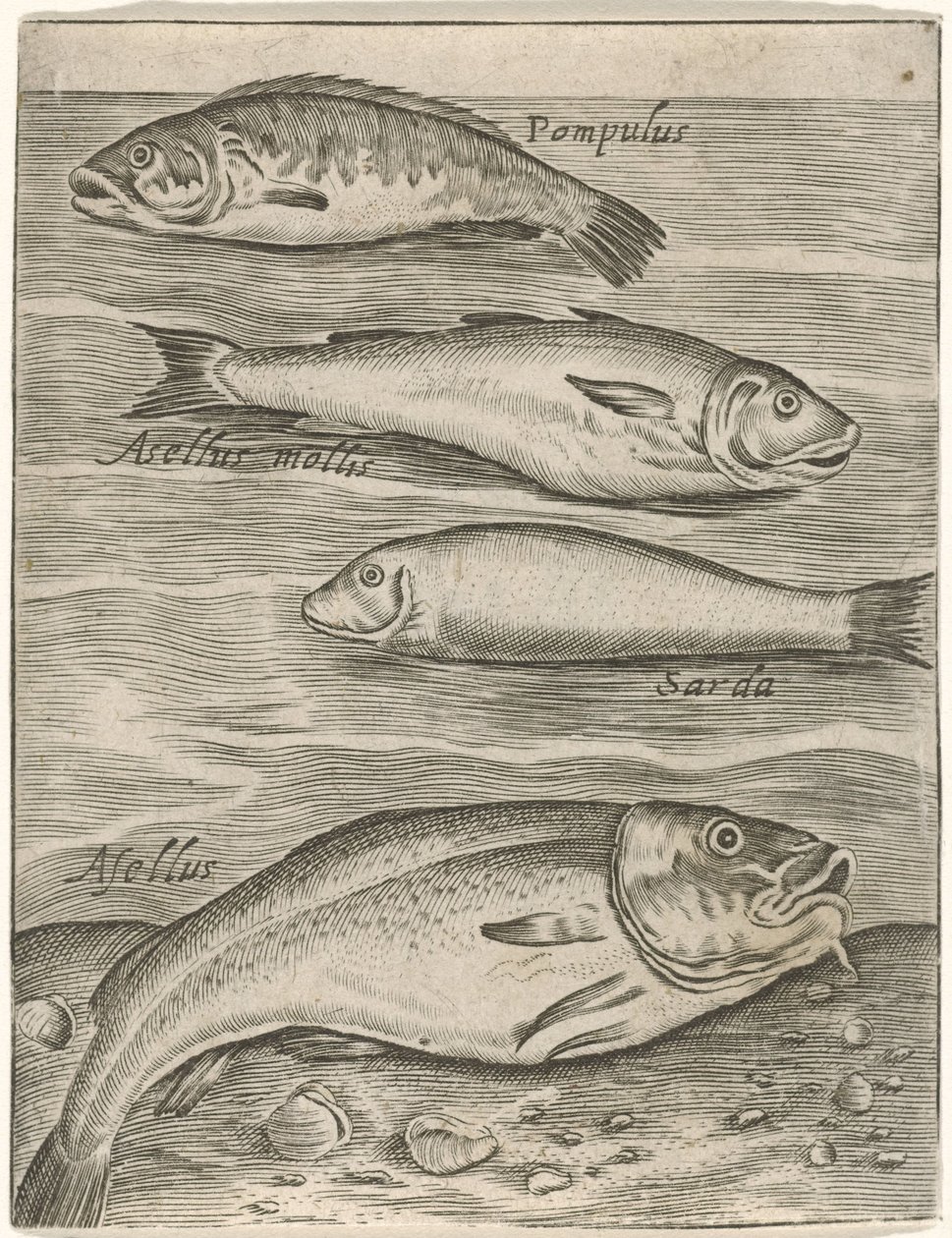 Studieblad met vier vissen Fish live -kuvakkeet (sarjan nimi) tekijältä Monogrammist P+P