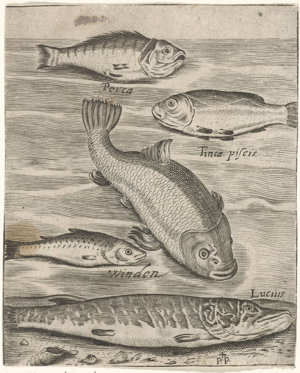 Studieblad met vijf vissen Fish live -kuvakkeet (sarjan nimi) tekijältä Monogrammist P+P