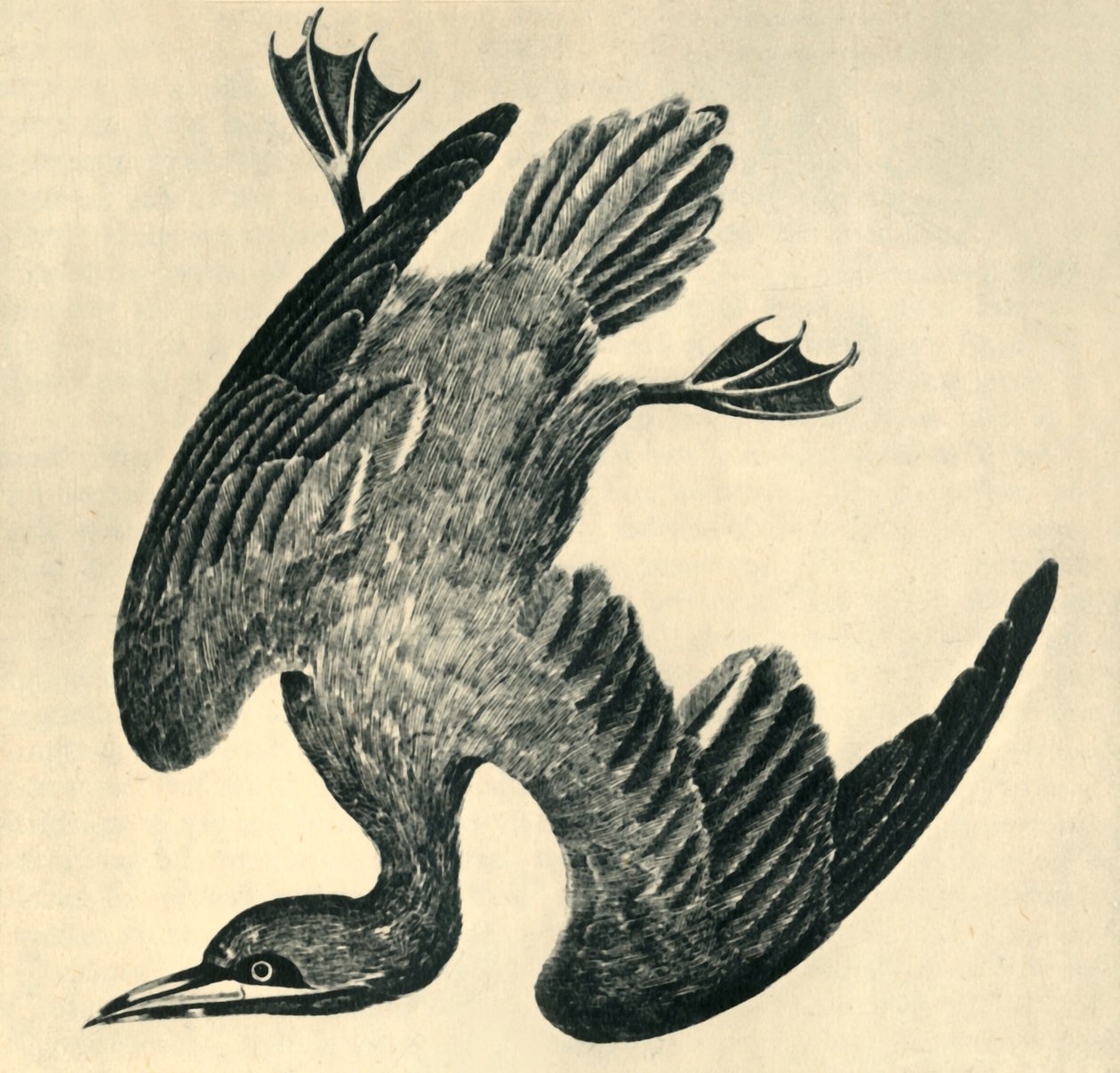 "Gannet", 1799, tekijältä Moses Griffiths