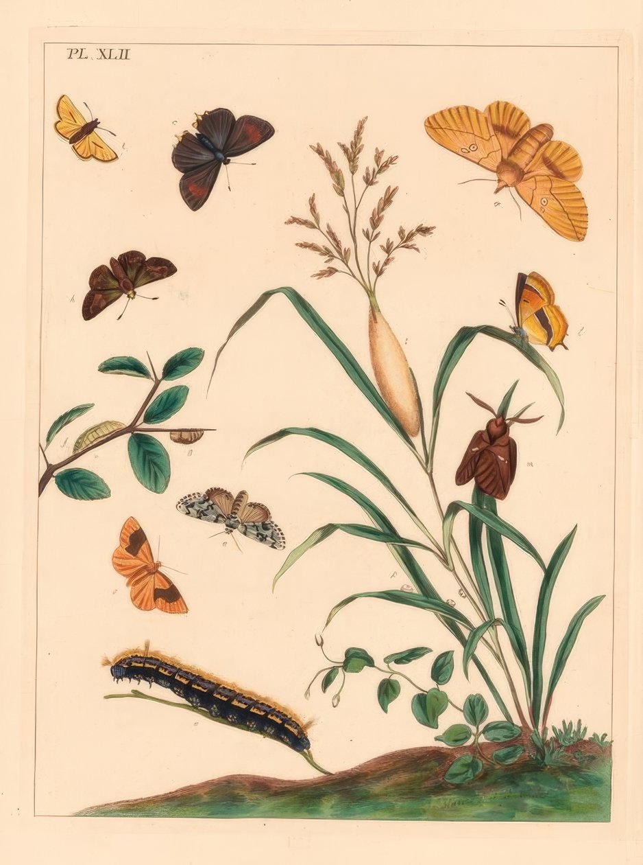 Juomakoi, Euthrix potatoria, ruskea karvaputki, Thecla betulae, iso kippari, Ochlodes sylvanus, pieni kippari, Thymelicus sylvestris, harvinainen marvel du jour, Dipthera runica ja piippupuu, Plagodis pulveraria tekijältä Moses Harris