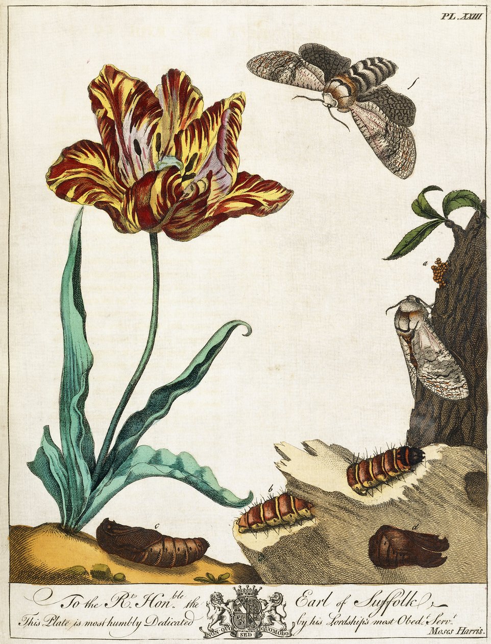 Koin elinkaari, levy 23, teoksesta "The Aurelian, or Natural History of English Insects", 1778 tekijältä Moses Harris