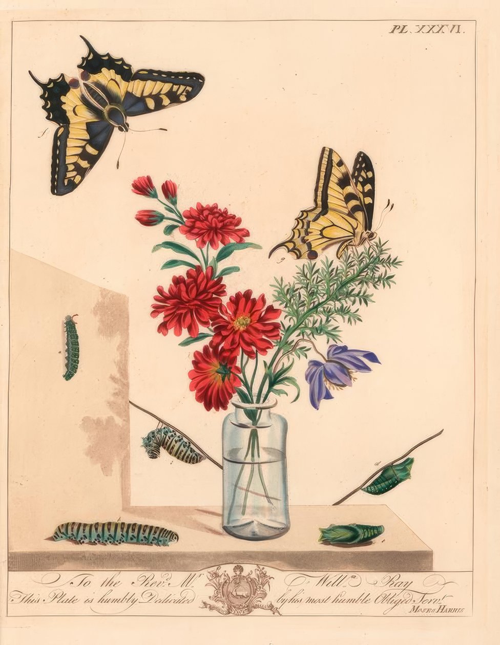 Swallowtail perhonen, Papilio machaon. Käsinvärinen litografia kuvituksen jälkeen tekijältä Moses Harris