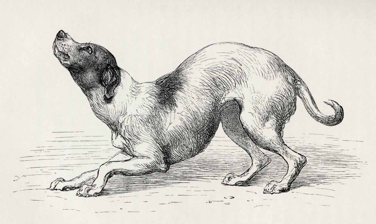 Koira nöyrässä ja rakastavassa mielentilassa, Charles Darwinin teoksesta The Expression of the Emotions in Man and Animals, 1872 tekijältä Mr. Riviere