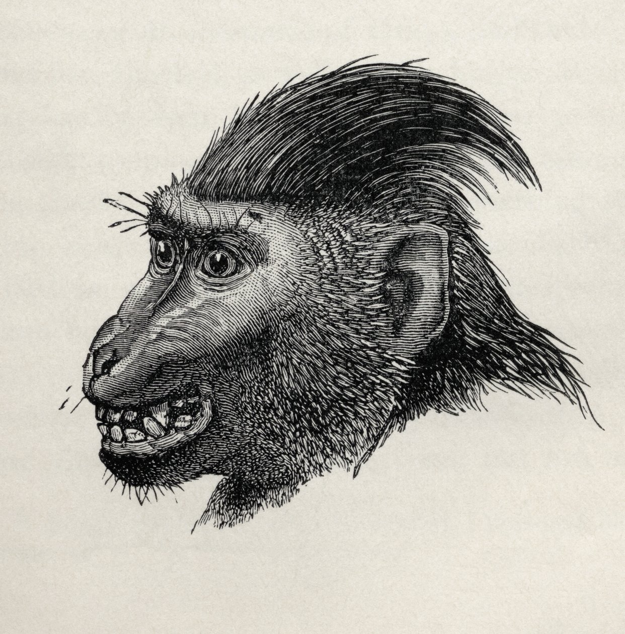 Cynopithecus niger, kun häntä hyväilee, Charles Darwinin teoksesta "Tunteiden ilmentyminen ihmisissä ja eläimissä", 1872 tekijältä Mr. Wolf
