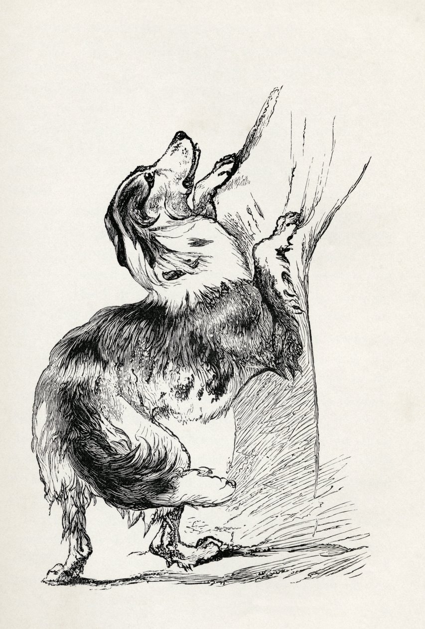 Puoliverinen paimenkoira hyväilee isäntäänsä, Charles Darwinin teoksesta "The Expression of the Emotions in Man and Animals", 1872. tekijältä Mr. A. May