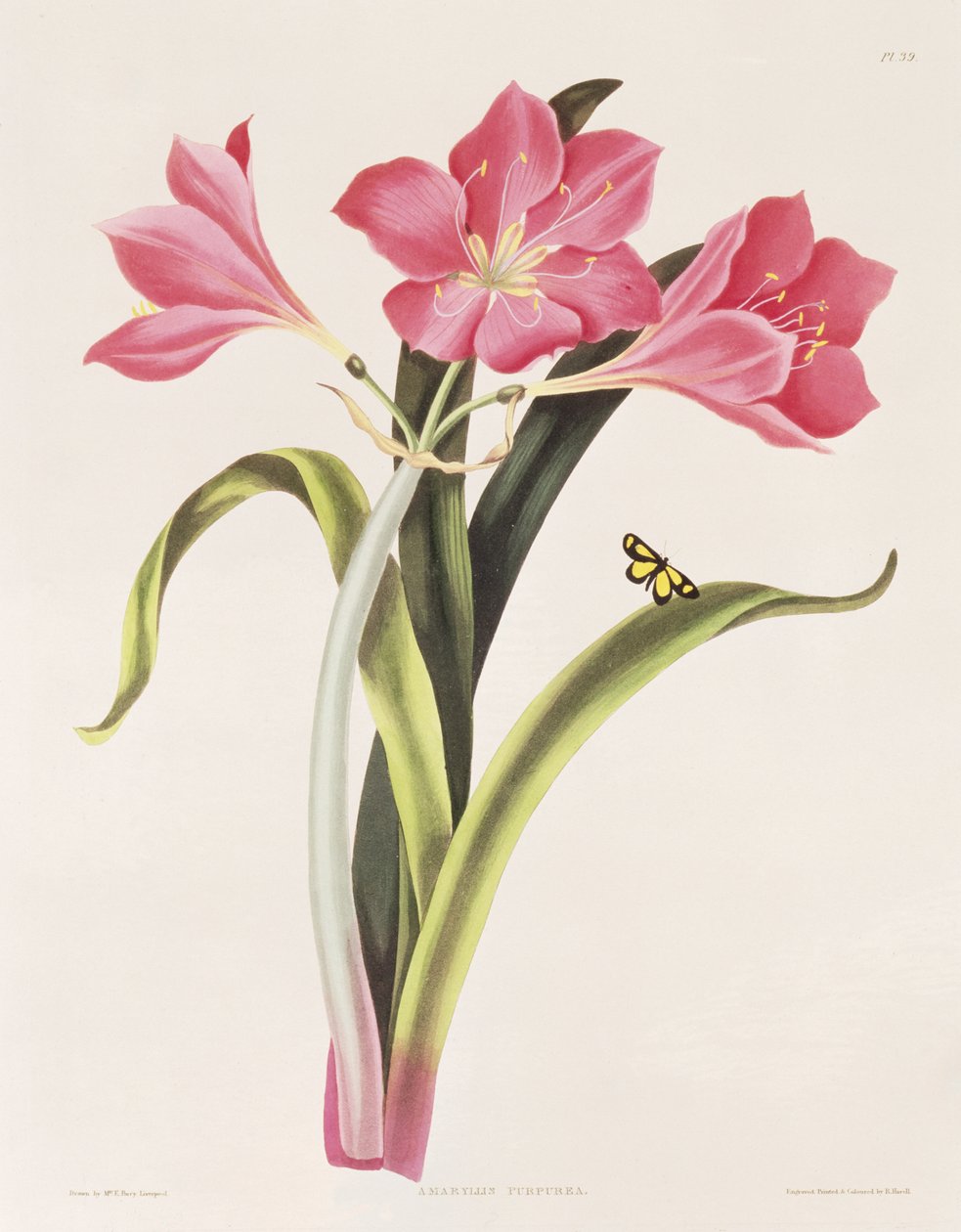 Amaryllis purpurea, levy 39 julkaisusta "Selection of Hexandrian Plants", kaiverrus Robert Havell (1769-1832), pub. 1831-34 tekijältä Mrs Edward Bury