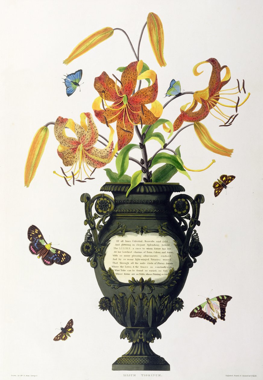 Lilium tigrinum (tiikerililja), teoksesta "Selection of Hexandrian Plants", kaiverrettu R. Havell, noin 1831-34. tekijältä Mrs Edward Bury