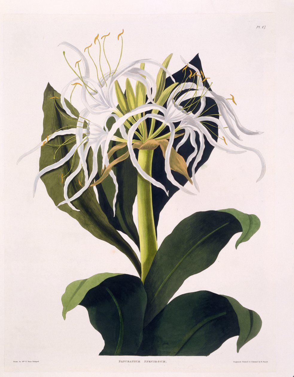 Pancratium Speciosum, levy 47 julkaisusta "A Selection of Hexandrian Plants", julkaistu R Havell, Lontoo, 1831-1834 (käsinvärinen kaiverrus) tekijältä Mrs Edward Bury