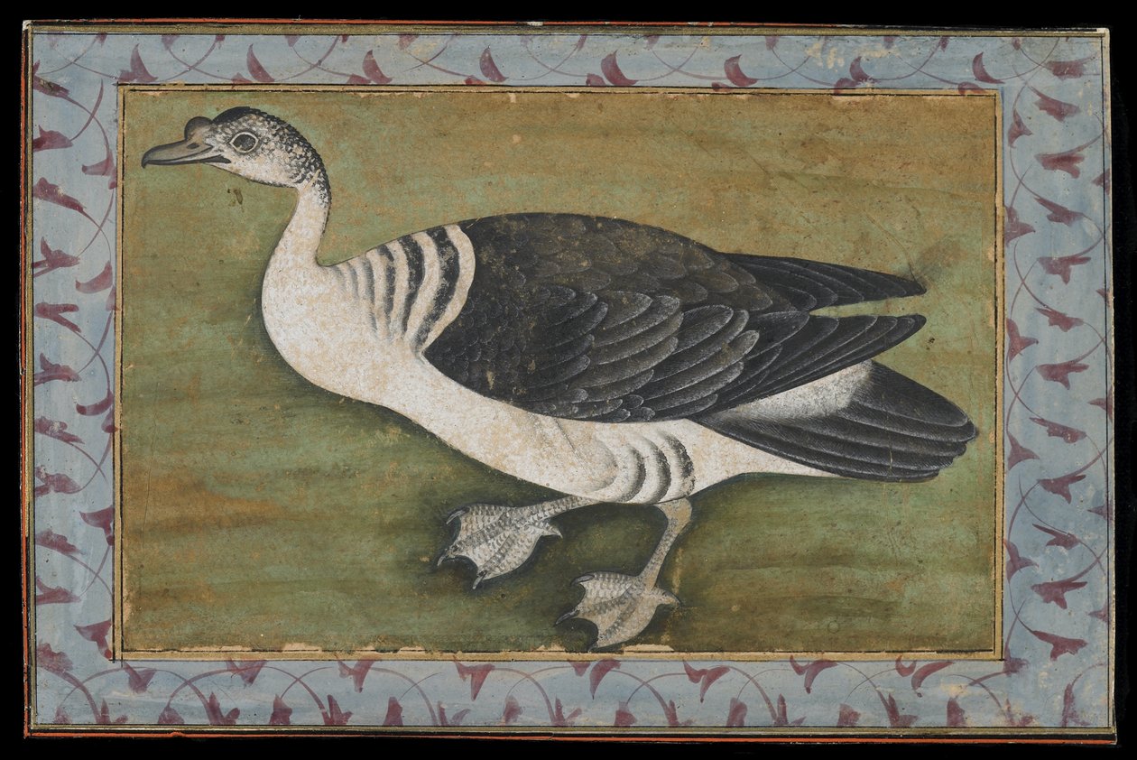 Kampa ankka, maalaus, 1700-luvun loppu tekijältä Mughal School