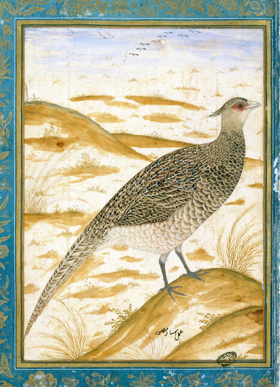 Himalajan cheer-fasaani hiekkaista maisemaa vastaan, n. 1620 tekijältä Mughal School