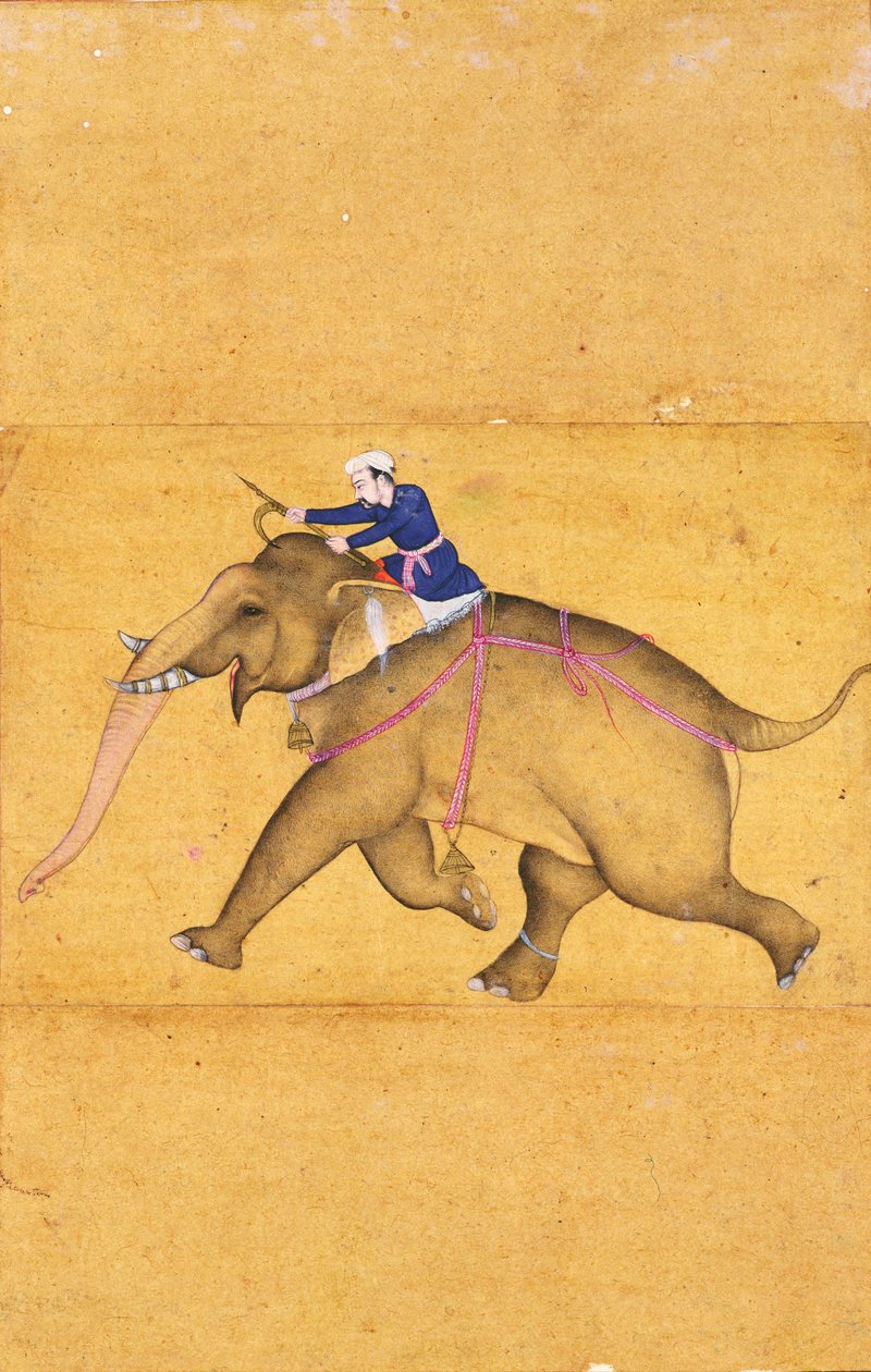 Mahout ratsastaa norsulla, Large Clive Albumista (viivapiirros väripesulla paperille) tekijältä Mughal School