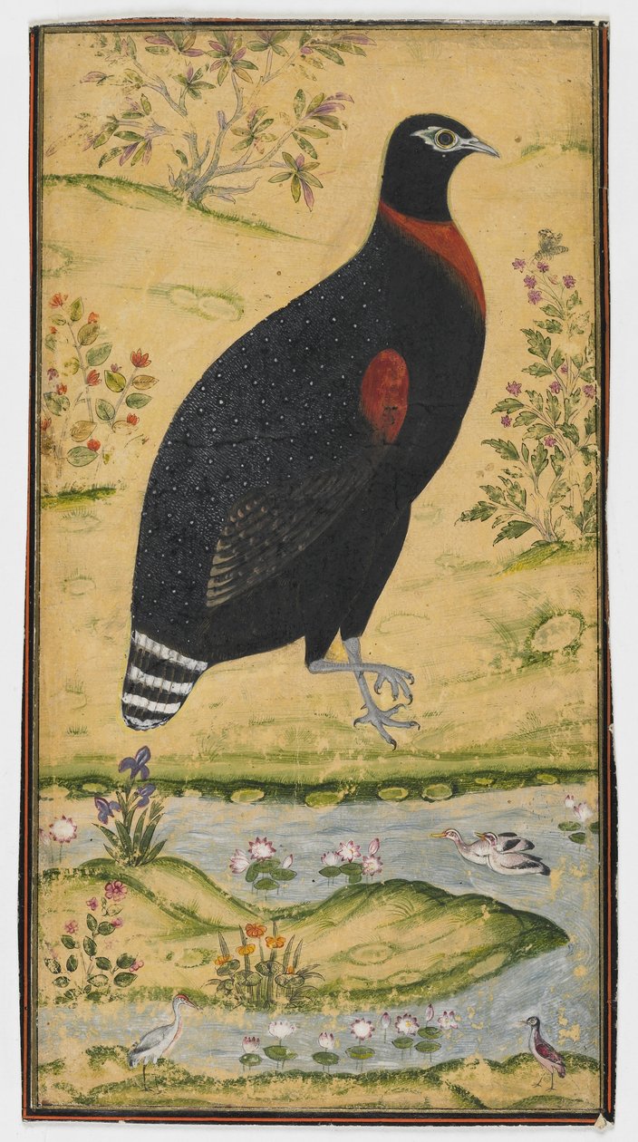 Spurfowl maisemassa, maalaus, 1600-luvun loppu tekijältä Mughal School