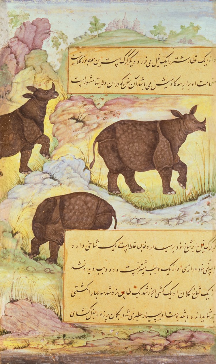 Sarvikuono, kuvitus "Baburnamasta" (Baburin muistelmat) 1589-90 tekijältä Mughal School