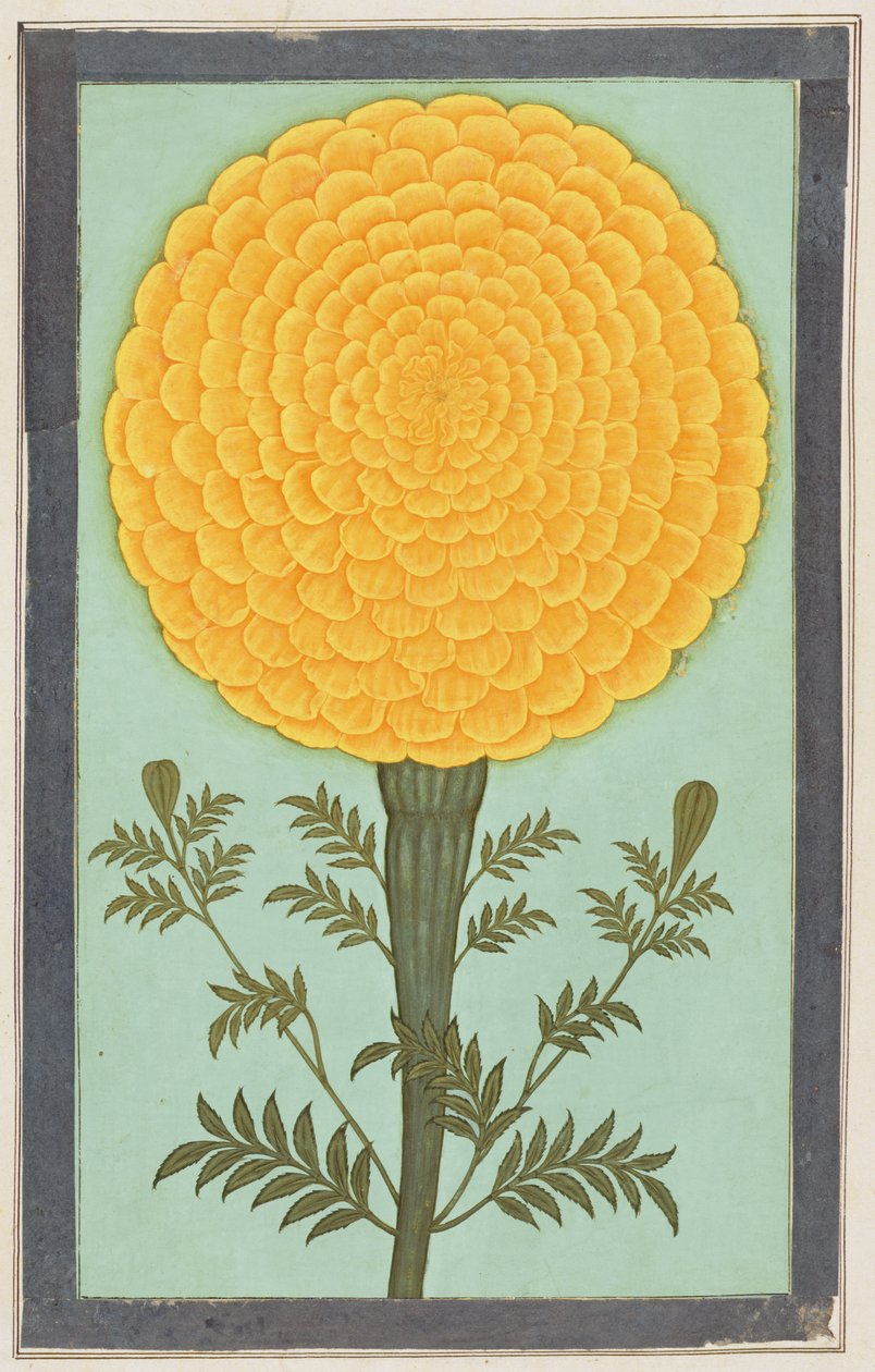 Marigold, Small Clive Albumilta (wc paperilla) tekijältä Mughal School