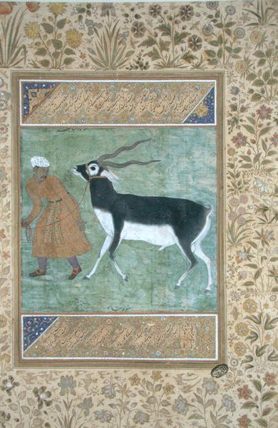 Intialainen musta bukki, jota johtaa sen pitäjä, n. 1616 (läpinäkymätön akvarelli ja kulta paperilla) tekijältä Mughal School