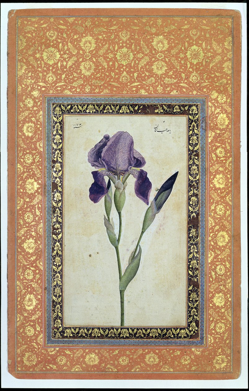 Blue Iris, 1663-64 (läpinäkymätön wc ja muste paperille) tekijältä Muhammad Zaman