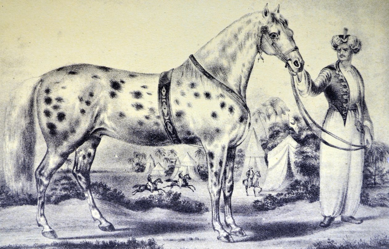 Currier & Ives -kuvitus 1800-luvulta. H. Rockwells Horse Alexanderin oikea kuva, Bowery Amphitheatre, New York 17. maaliskuuta 1840 tekijältä N. and Ives, J.M. Currier
